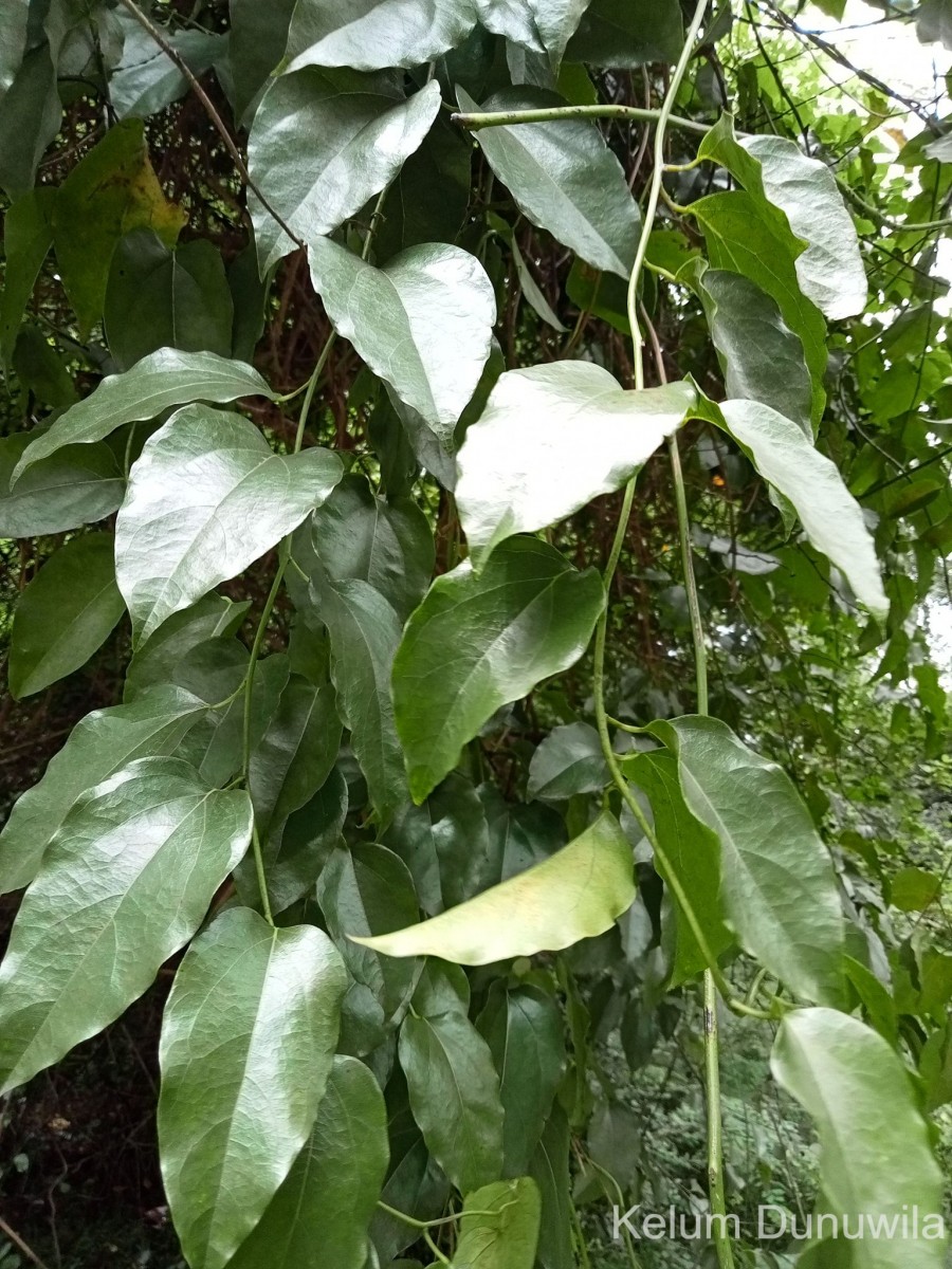 Tiliacora acuminata (Lam.) Miers